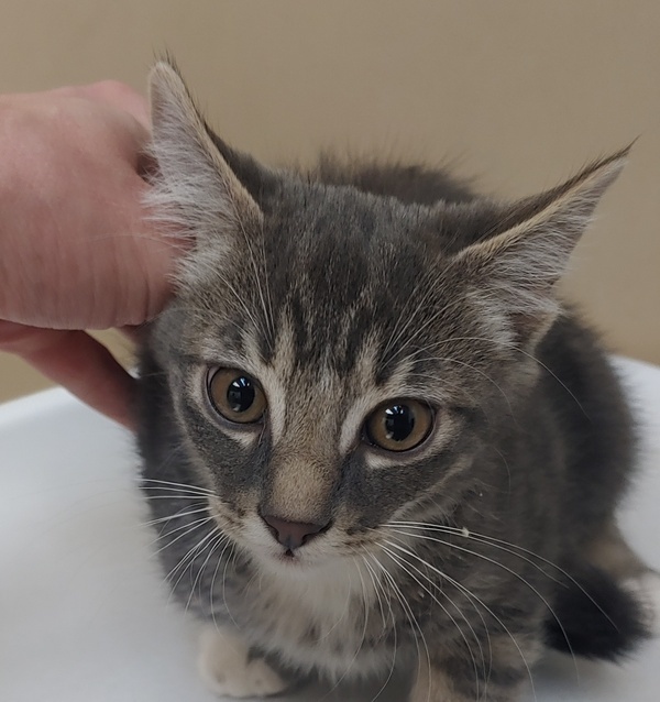 Photo of Adult Female Domestic Short Hair 