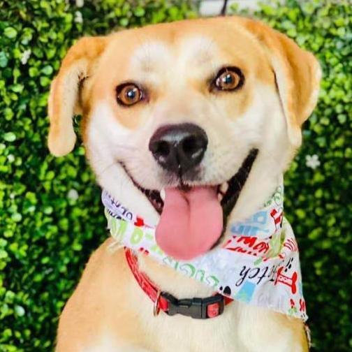 Photo of Young Female Yellow Labrador Retriever Yellow / Tan / Blond / Fawn, Apricot / Beige