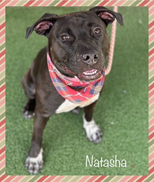NATASHA-see video, an adopted Labrador Retriever Mix in Marietta, GA_image-3