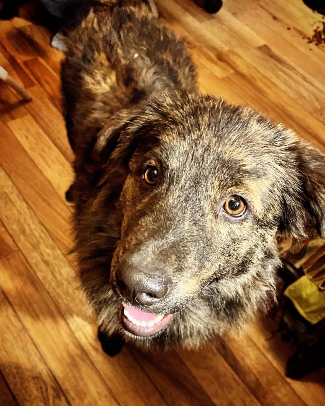 Dutch shepherd hot sale golden retriever mix