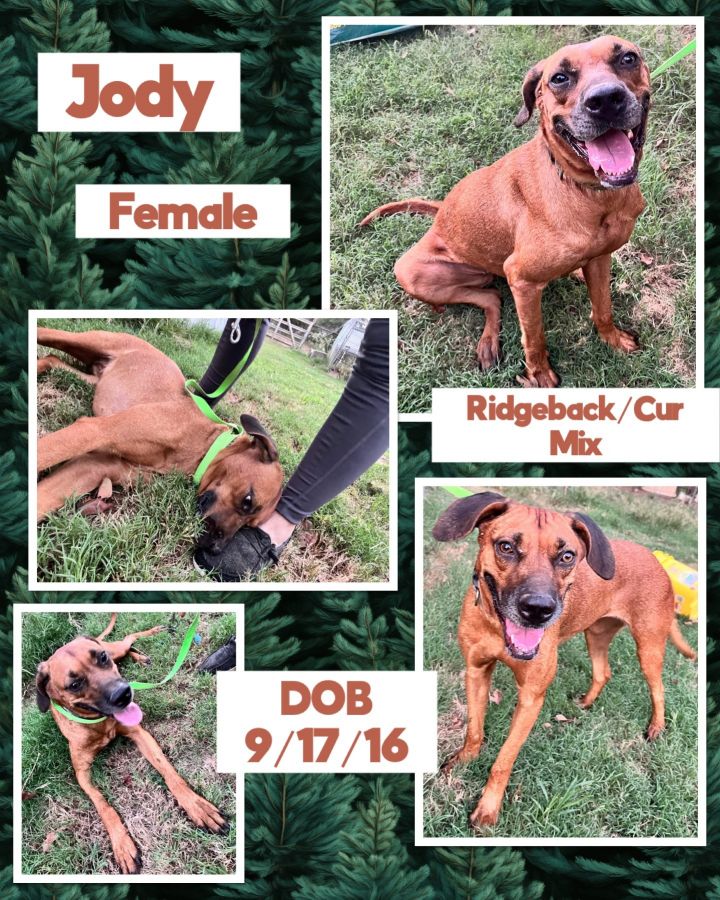 Black mouth cur mixed with hot sale rhodesian ridgeback