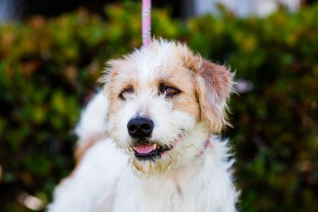 Puddle, an adoptable Wirehaired Terrier, Jindo in San Diego, CA, 92117 | Photo Image 1