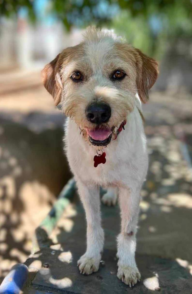 Puddle (Soi Dog), an adoptable Wirehaired Terrier, Jindo in San Diego, CA, 92117 | Photo Image 1