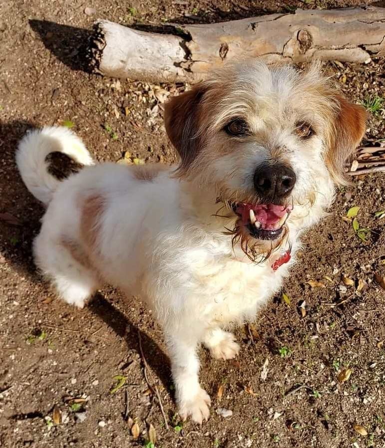 Puddle (Soi Dog), an adoptable Wirehaired Terrier, Jindo in San Diego, CA, 92117 | Photo Image 2