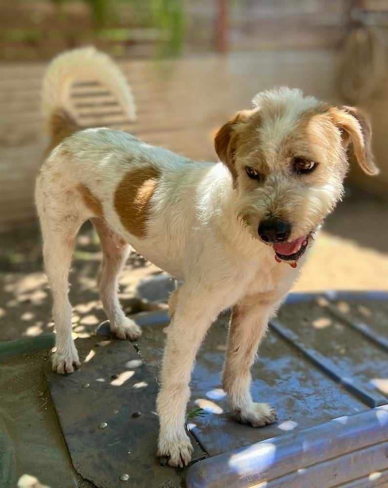 Puddle (Soi Dog), an adoptable Wirehaired Terrier, Jindo in San Diego, CA, 92117 | Photo Image 3