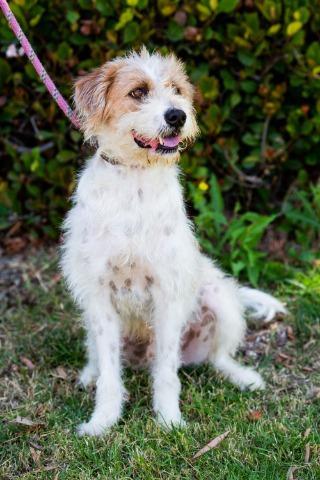 Puddle (Soi Dog), an adoptable Wirehaired Terrier, Jindo in San Diego, CA, 92117 | Photo Image 4