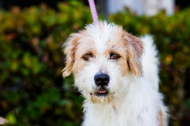 Puddle (Soi Dog), an adoptable Wirehaired Terrier, Jindo in San Diego, CA, 92117 | Photo Image 5