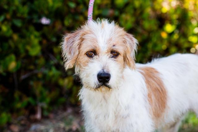 Puddle (Soi Dog), an adoptable Wirehaired Terrier, Jindo in San Diego, CA, 92117 | Photo Image 6