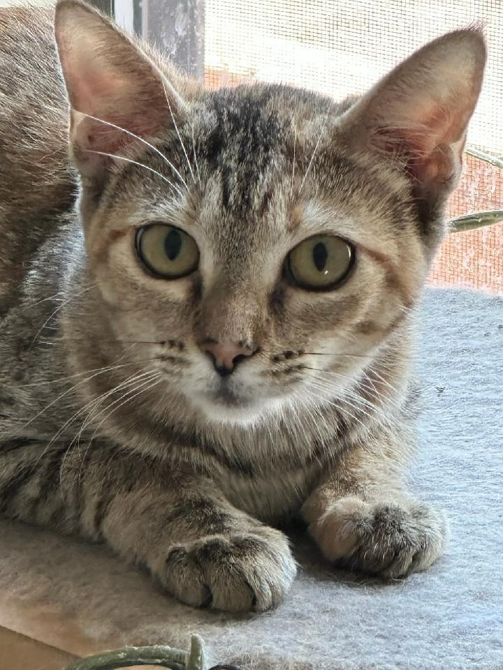 Sugar, an adoptable Domestic Short Hair in Midland, TX, 79705 | Photo Image 1