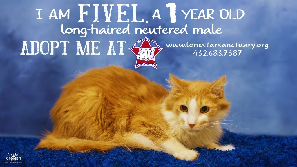 Fivel, an adoptable Domestic Long Hair in Midland, TX, 79705 | Photo Image 1