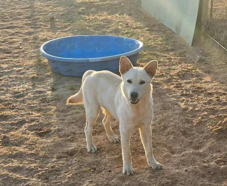 Edison, an adoptable Shepherd in Midland, TX, 79705 | Photo Image 1