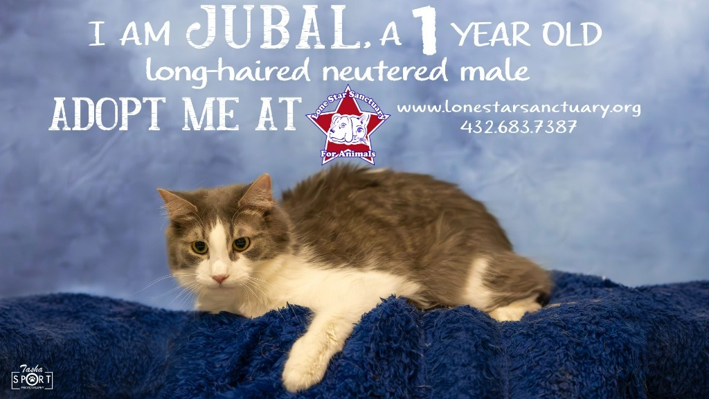 Jubal, an adoptable Domestic Long Hair in Midland, TX, 79705 | Photo Image 1