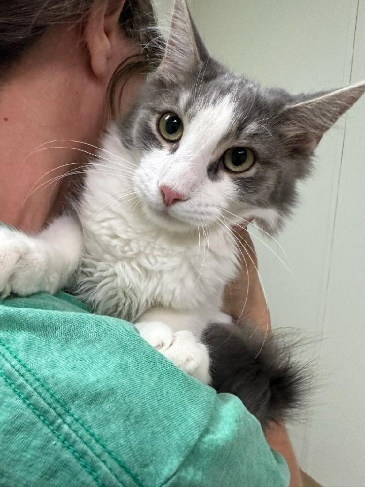 Jubal, an adoptable Domestic Long Hair in Midland, TX, 79705 | Photo Image 2