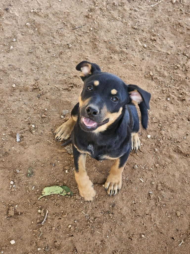 Penne, an adoptable Shepherd in Midland, TX, 79705 | Photo Image 1