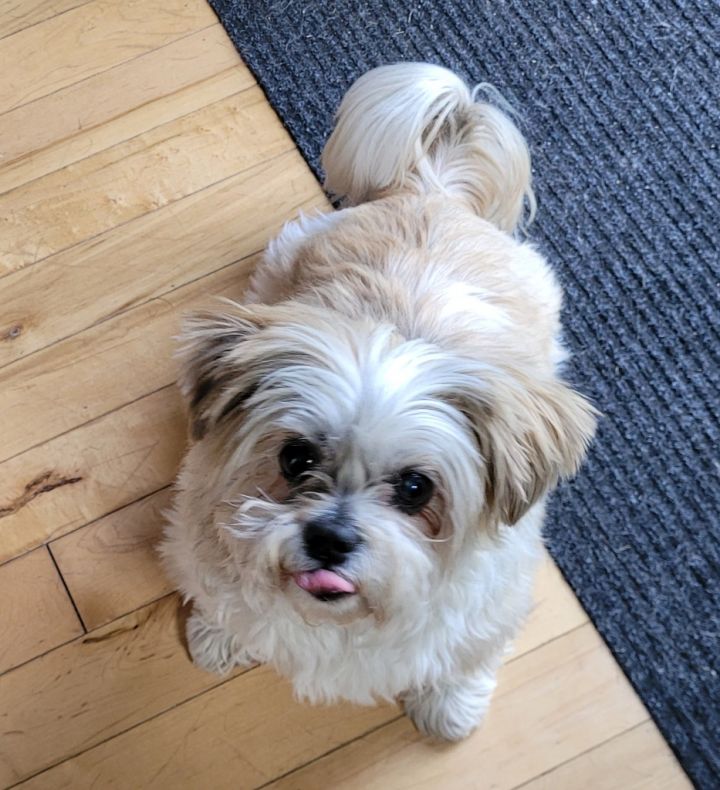 Free shih tzu near hot sale me