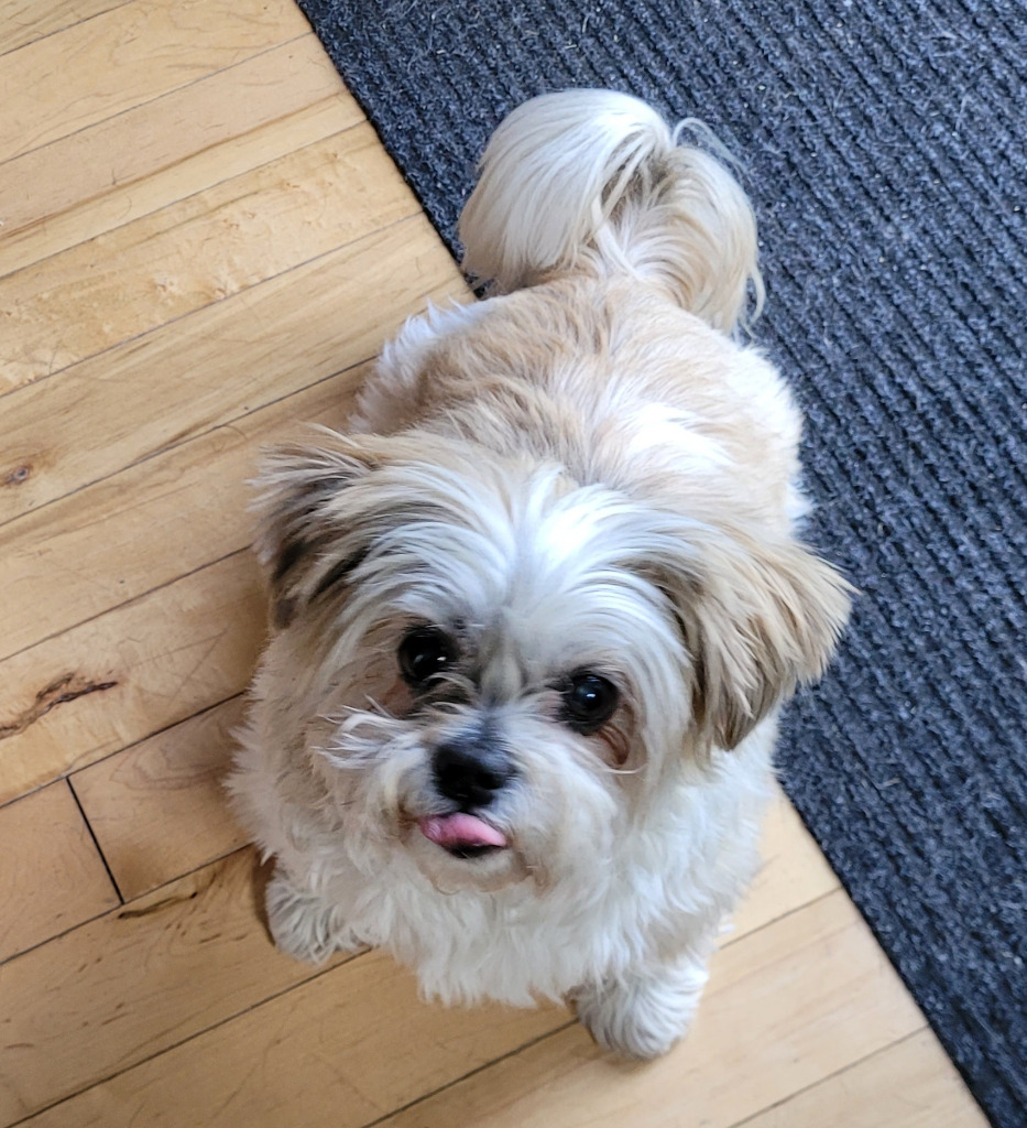 Buddy, an adoptable Shih Tzu in Toronto, ON, M6N 4R8 | Photo Image 1