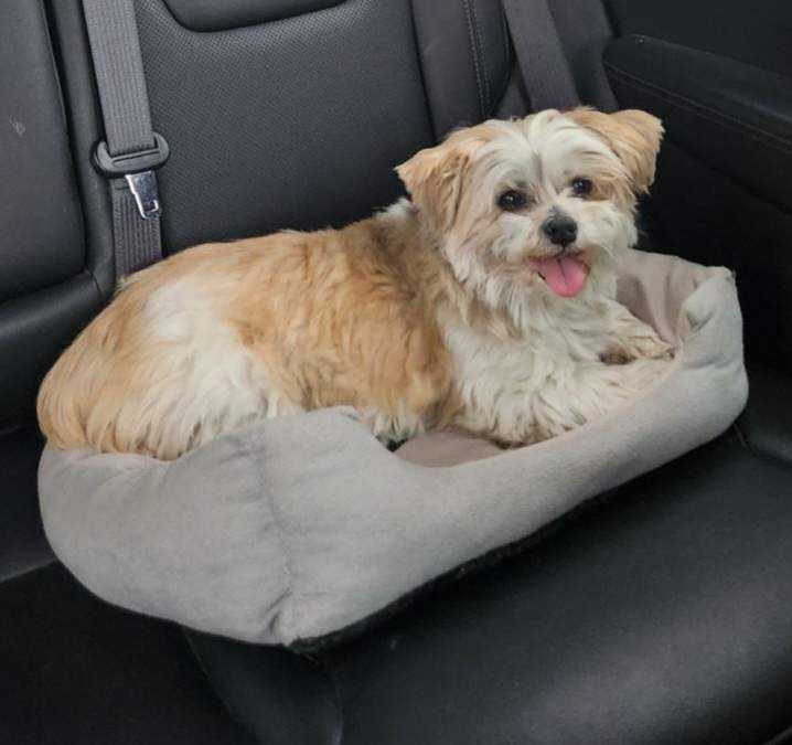 Buddy, an adoptable Shih Tzu in Toronto, ON, M6N 4R8 | Photo Image 2