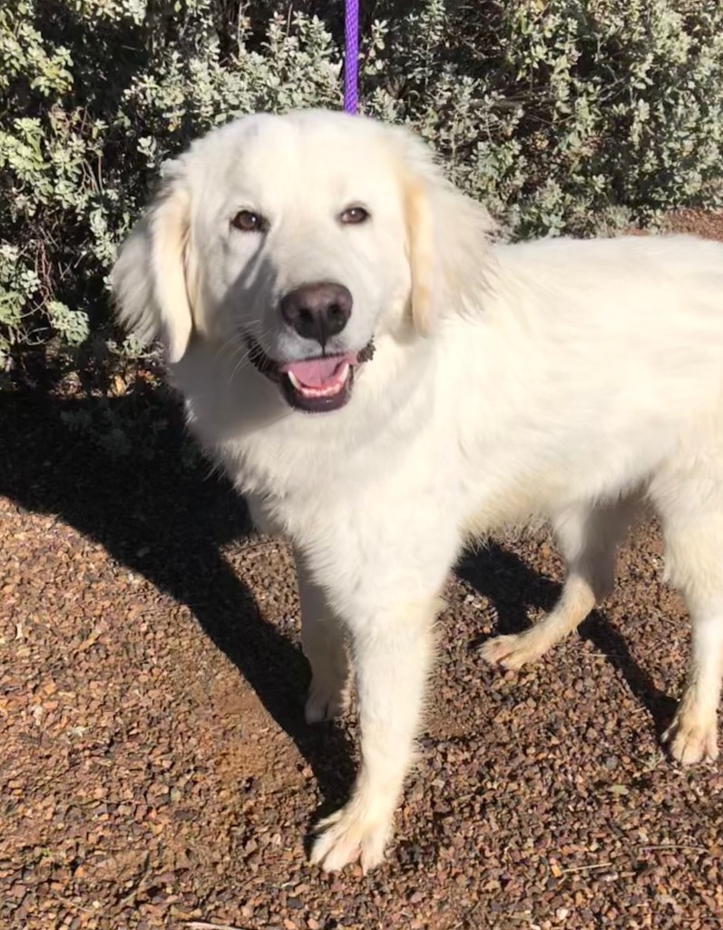 Cloud, an adoptable Great Pyrenees in Cottonwood, AZ, 86326 | Photo Image 1