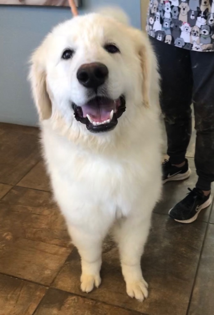 Cloud, an adoptable Great Pyrenees in Cottonwood, AZ, 86326 | Photo Image 2