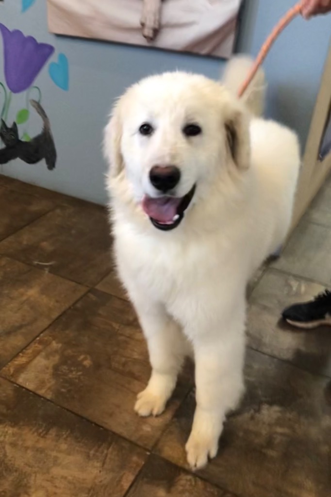 Cloud, an adoptable Great Pyrenees in Cottonwood, AZ, 86326 | Photo Image 3
