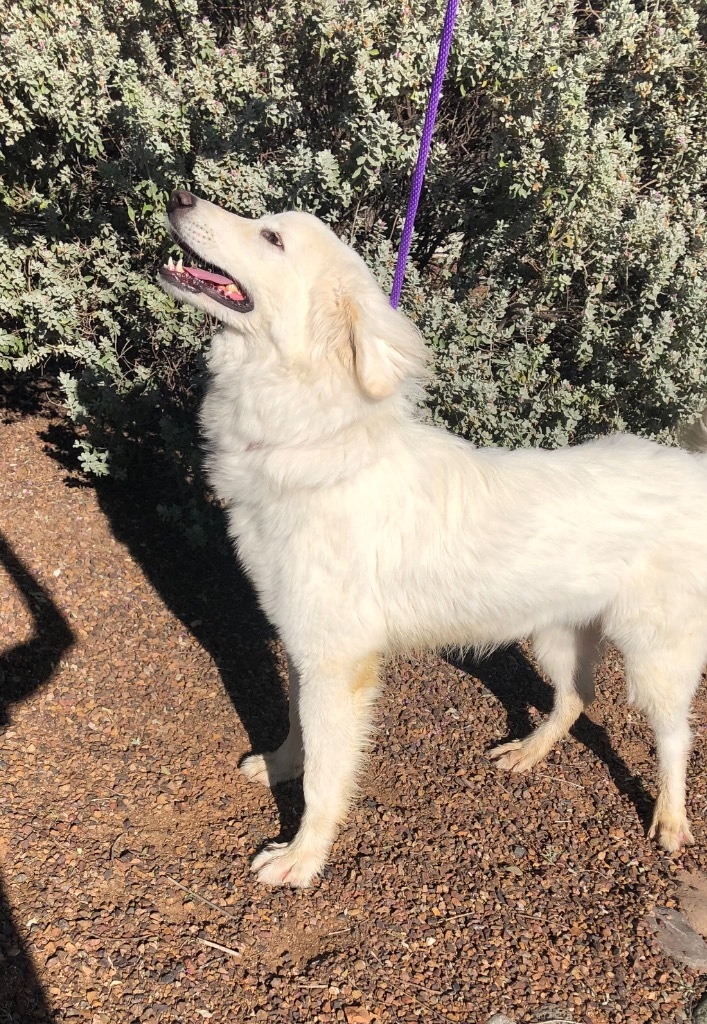 Cloud, an adoptable Great Pyrenees in Cottonwood, AZ, 86326 | Photo Image 4