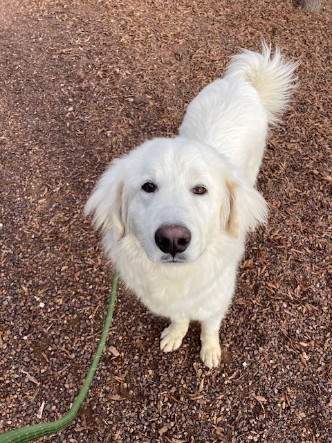 Cloud, an adoptable Great Pyrenees in Cottonwood, AZ, 86326 | Photo Image 5