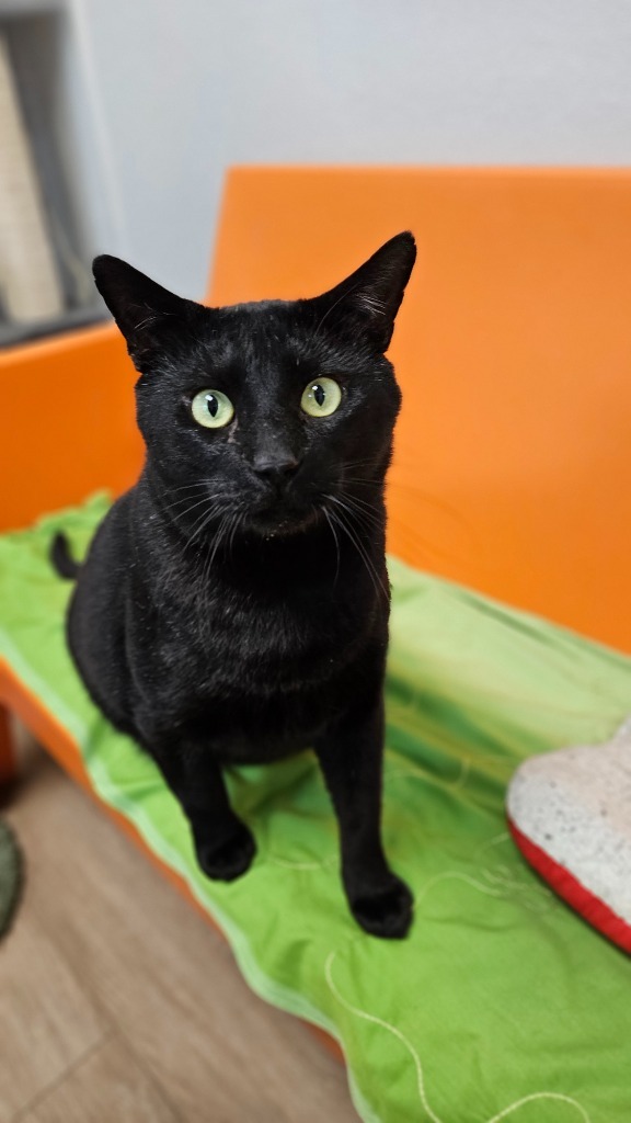 Meowmington, an adoptable Domestic Short Hair in Corpus Christi, TX, 78414 | Photo Image 1