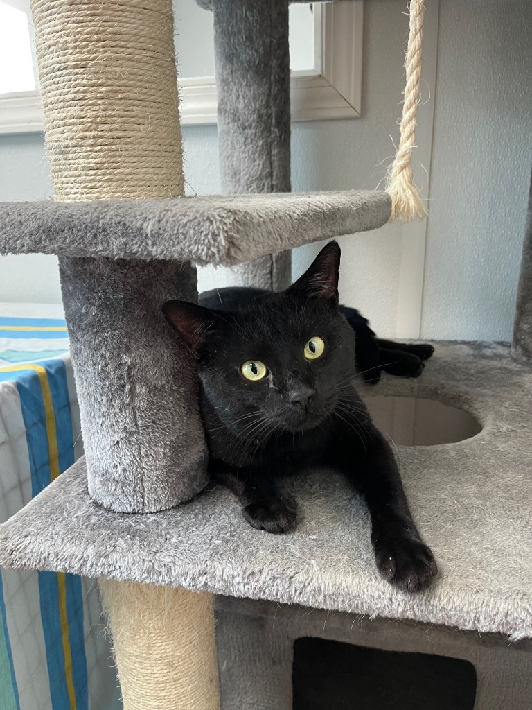 Meowmington, an adoptable Domestic Short Hair in Corpus Christi, TX, 78414 | Photo Image 2