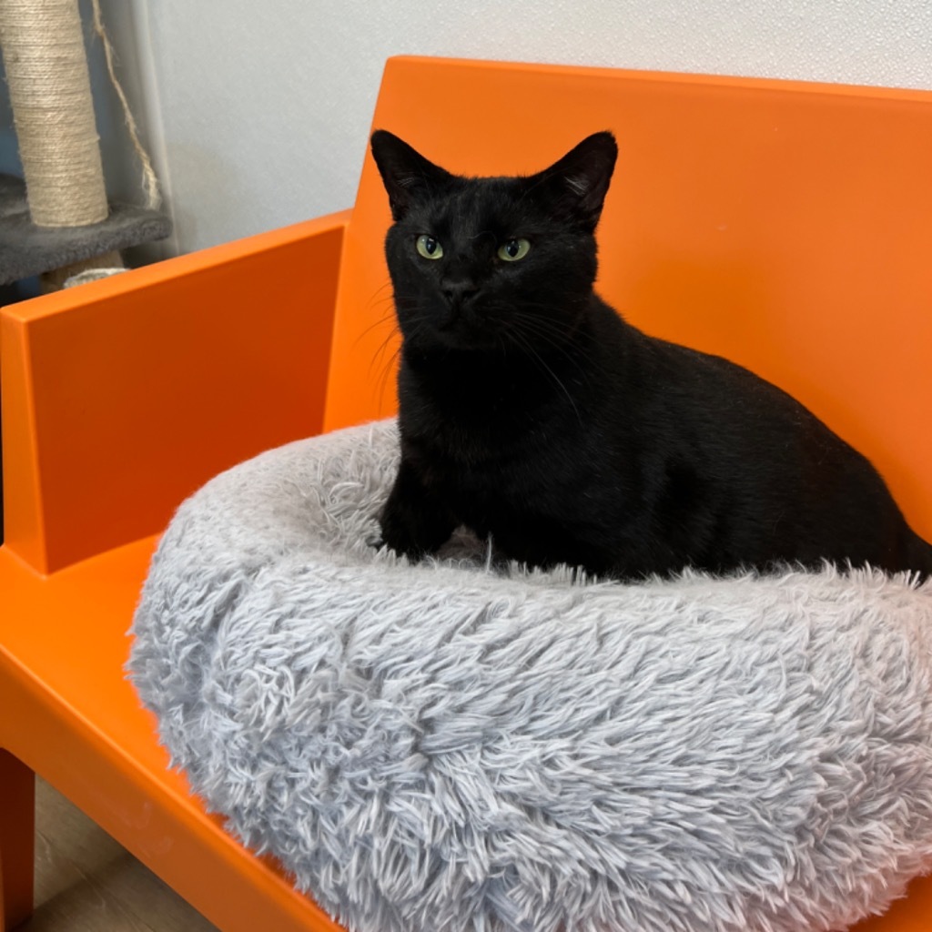 Meowmington, an adoptable Domestic Short Hair in Corpus Christi, TX, 78414 | Photo Image 3