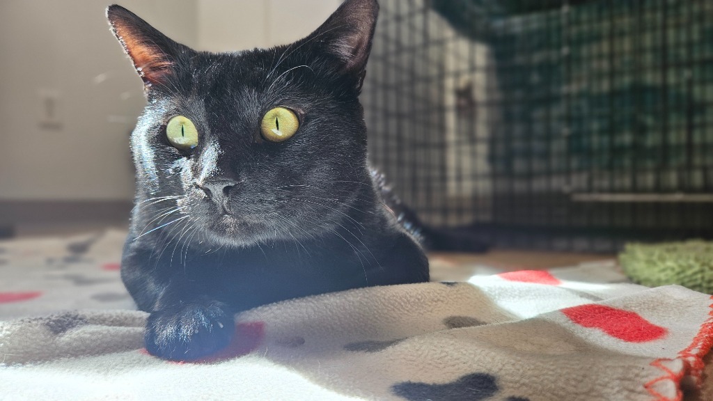 Meowmington, an adoptable Domestic Short Hair in Corpus Christi, TX, 78414 | Photo Image 4