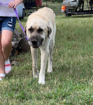 Dog for Adoption - Kane, a Cane Corso Mastiff in Manville, NJ