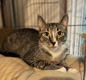 Bootsie, Baby Male Domestic Short Hair