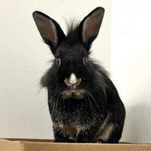 Hi Im Blue I was rescued from a colony of domestic rabbits living outside We were all pretty sic