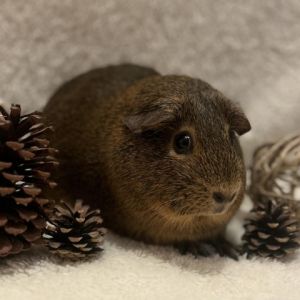 Violet is a one year old spayed female American guinea pig Shes a tiny piggy at just under 700 gra
