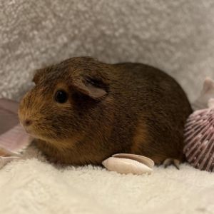 Jasmine is a one year old spayed female American guinea pig Like her sister Vio