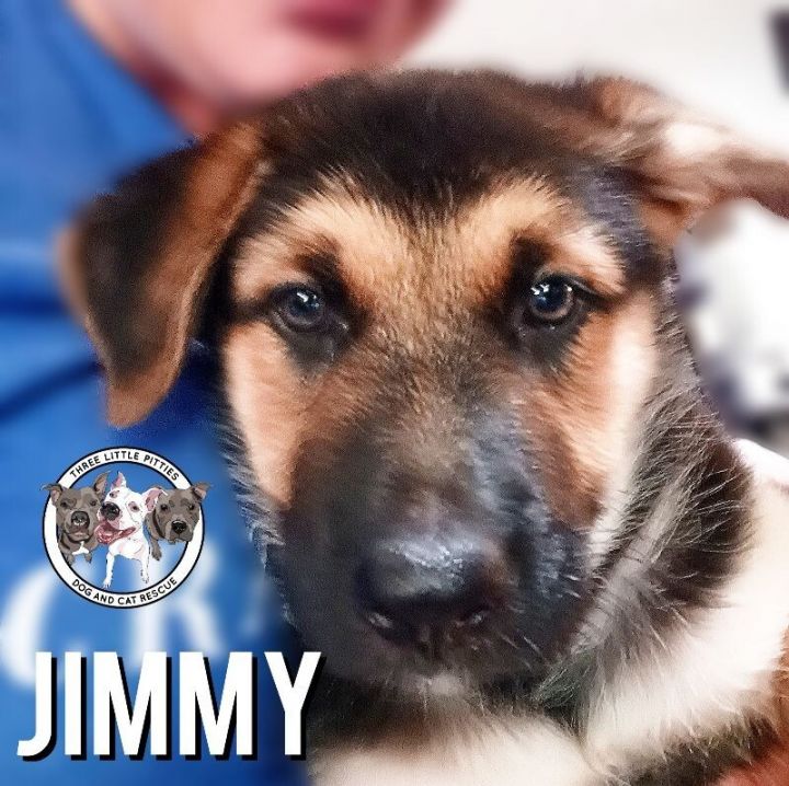 Jimmy 2024 puppy kennel