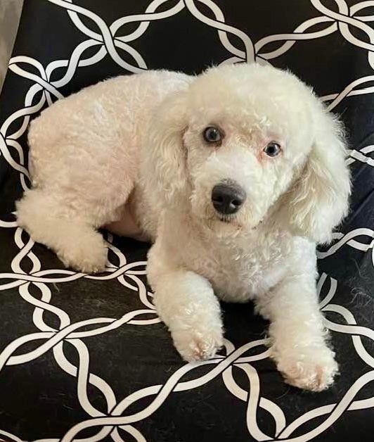 Miniature poodle and shop bichon frise mix