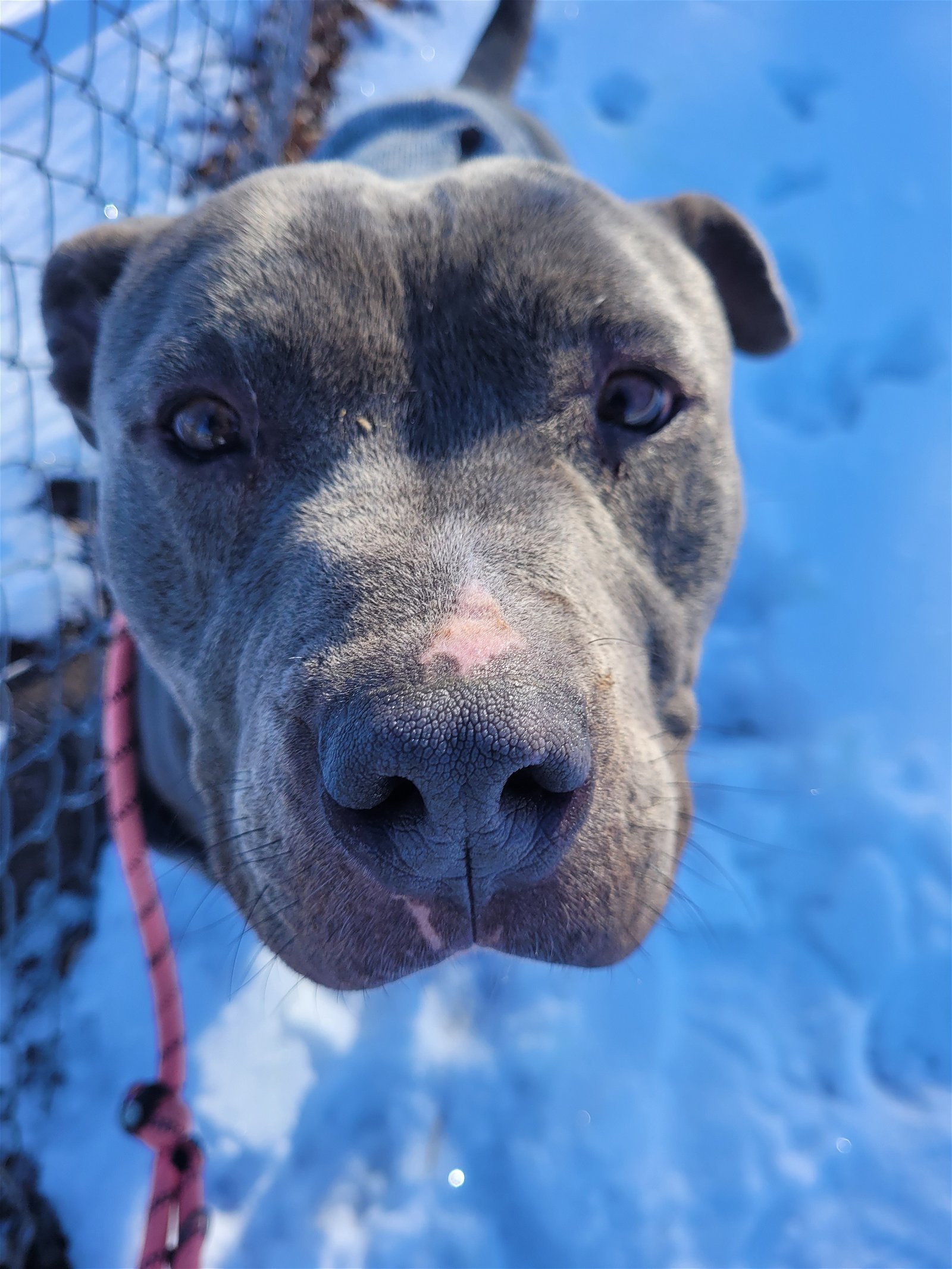 Trinidad, an adoptable Pit Bull Terrier in Monte Vista, CO, 81144 | Photo Image 2
