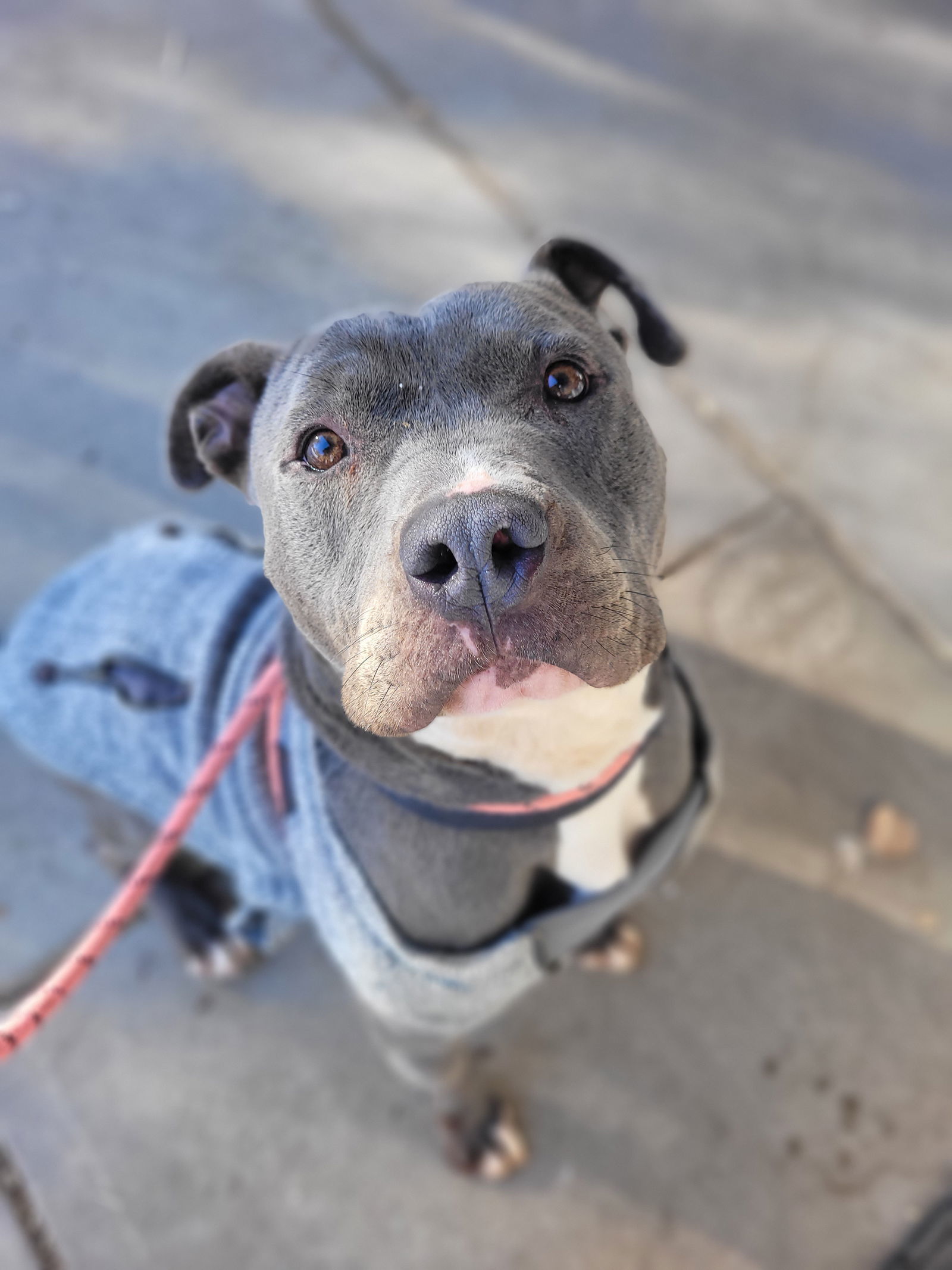 Trinidad, an adoptable Pit Bull Terrier in Monte Vista, CO, 81144 | Photo Image 3