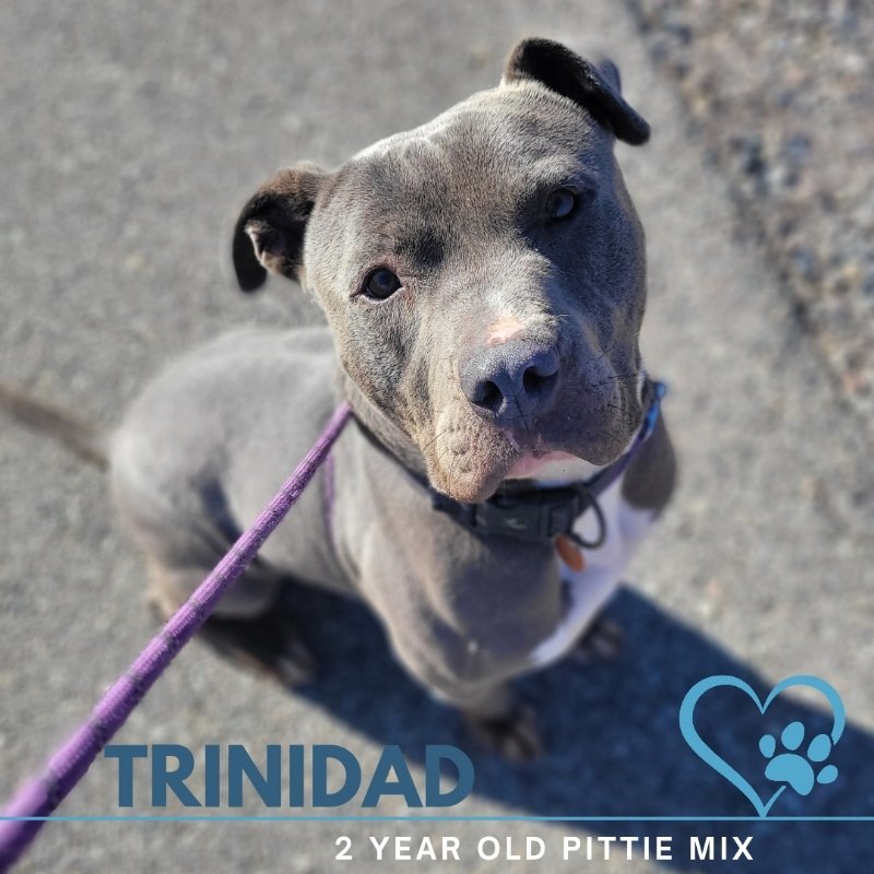 Trinidad, an adoptable Pit Bull Terrier in Monte Vista, CO, 81144 | Photo Image 2