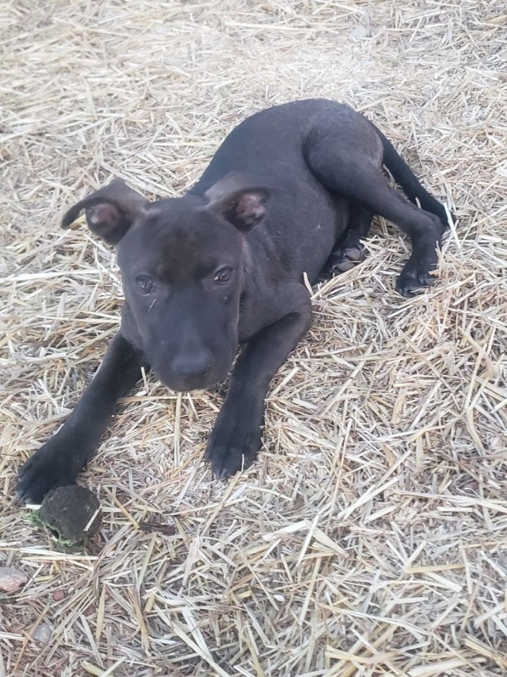 Dog for adoption Kendra, a Black Labrador Retriever Mix in Enfield