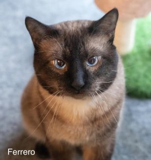You can fill out an adoption application online on our official websiteFerrero is a loving kitty on