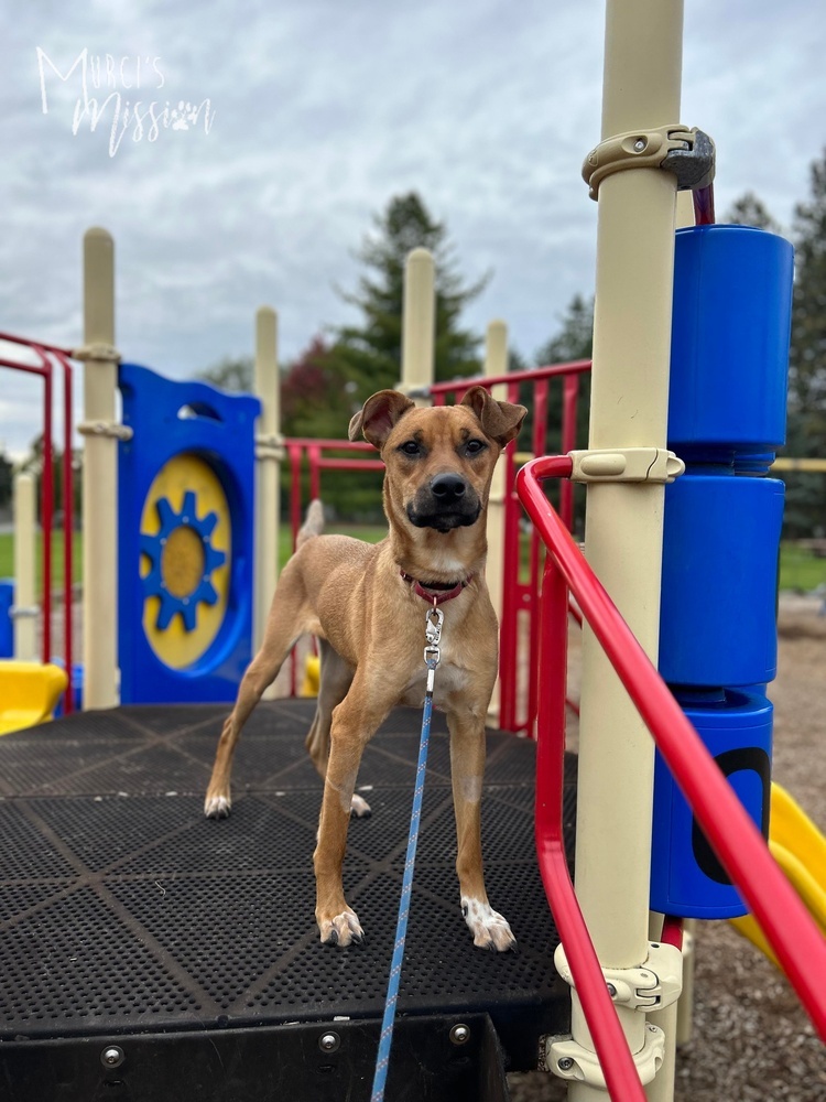 Chase, an adoptable Chihuahua, Pit Bull Terrier in Spokane , WA, 99209 | Photo Image 4