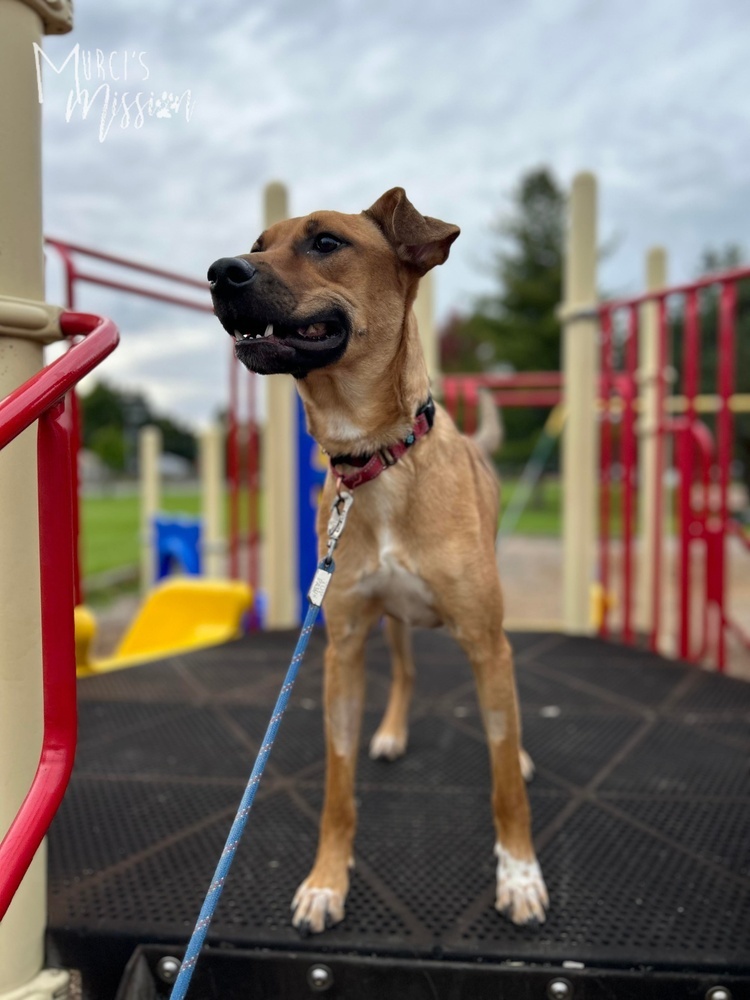 Chase, an adoptable Chihuahua, Pit Bull Terrier in Spokane , WA, 99209 | Photo Image 5