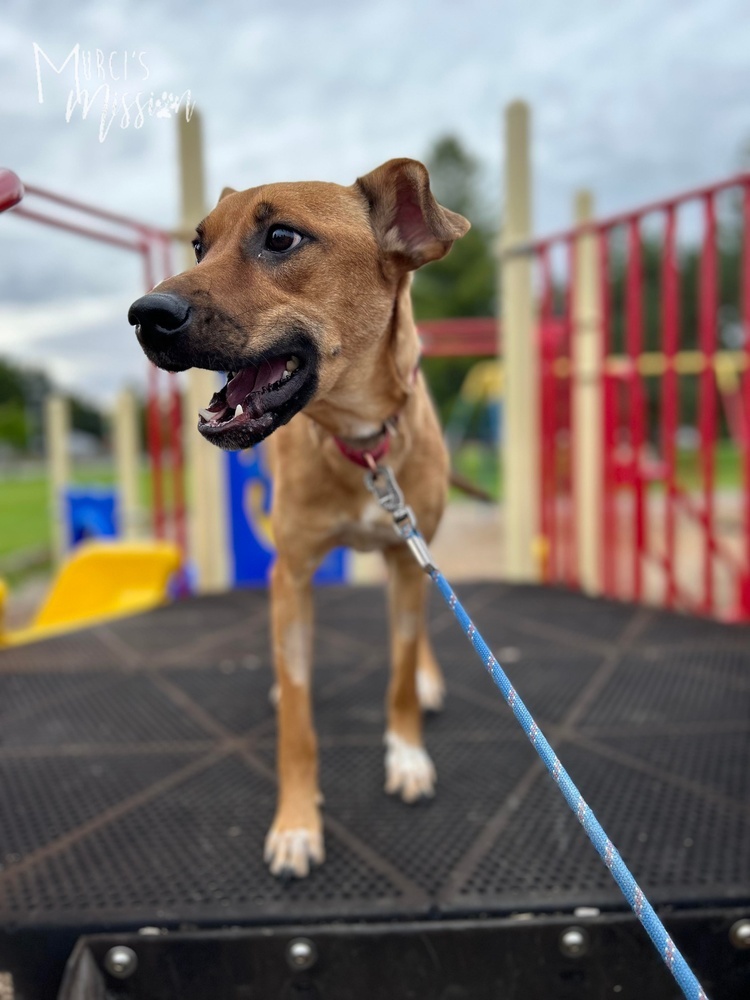 Chase, an adoptable Chihuahua, Pit Bull Terrier in Spokane , WA, 99209 | Photo Image 6