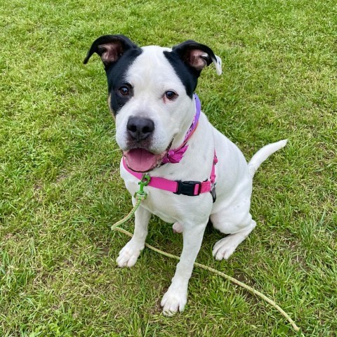 Dog for adoption - Phantom, an American Bulldog Mix in Austin, TX ...