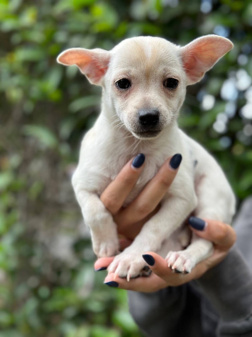 Dog for adoption - Hocus Pocus Sisters (Litter), a Chihuahua & Pomeranian  Mix in Encino, CA