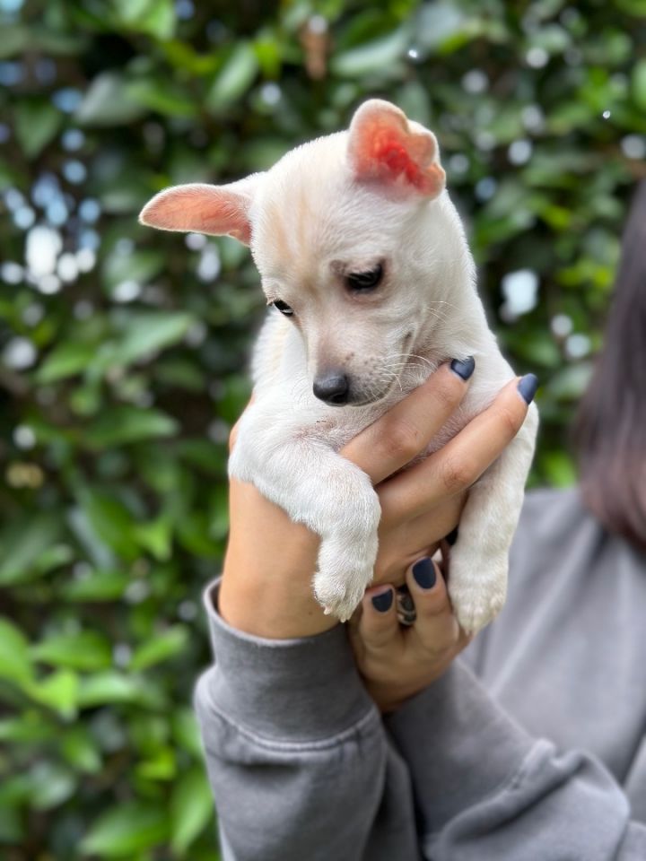 Dog for adoption - Hocus Pocus Sisters (Litter), a Chihuahua & Pomeranian  Mix in Encino, CA