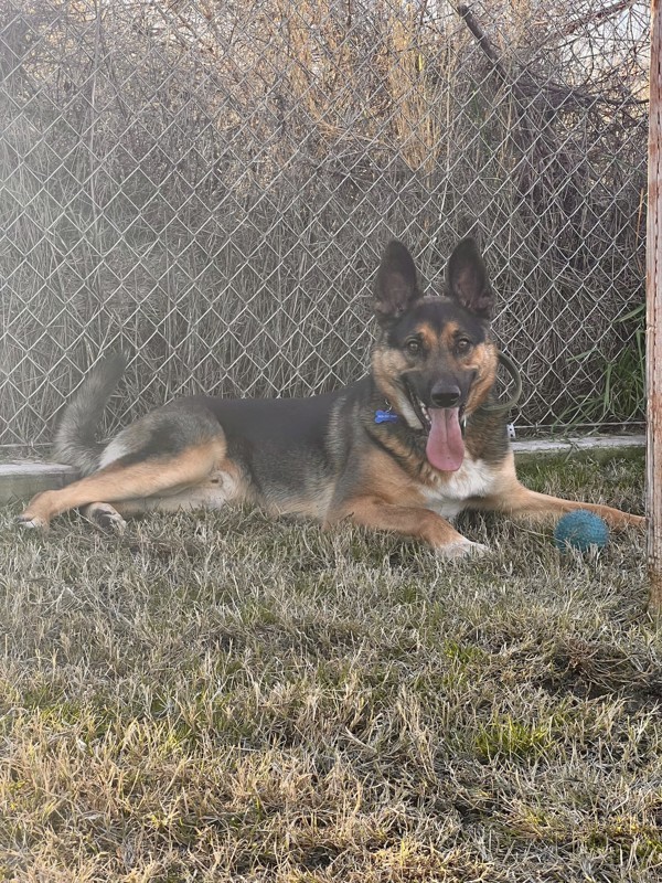 Bruno, an adoptable German Shepherd Dog, Border Collie in Kennewick, WA, 99336 | Photo Image 1