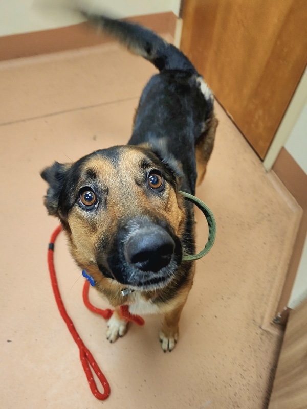 Bruno, an adoptable German Shepherd Dog, Border Collie in Kennewick, WA, 99336 | Photo Image 2